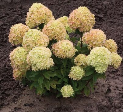 Hortenzija 'Little Cotton Cream' (Piegāde no 20.-22. aprīlim)